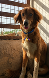 The Lola Charm